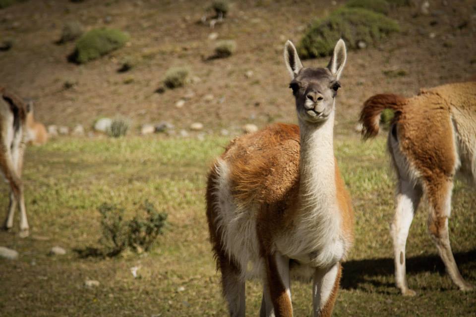 05_Guanaco