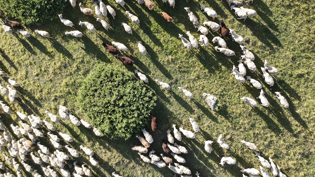 Kyrgyzstan-drone-cattle_0704