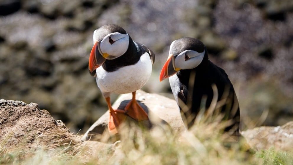 puffins