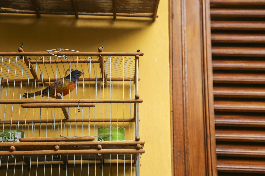 birds cuba