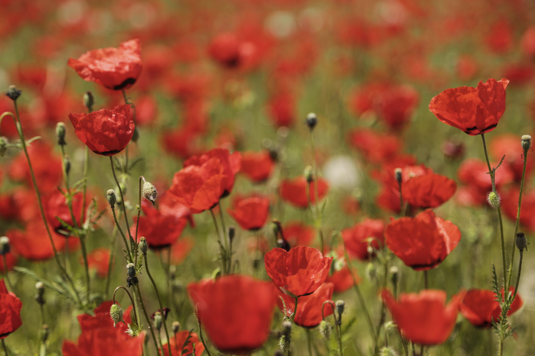 fields poppies