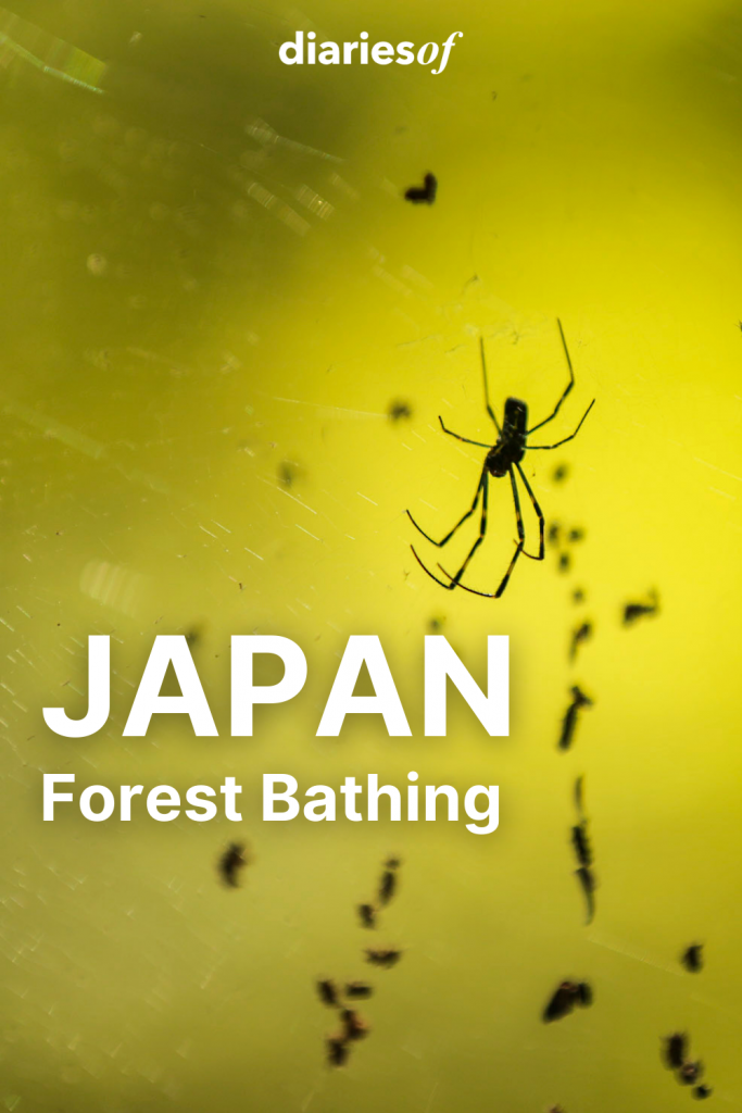 Diariesof-Japan-ForestBathing-Ants 