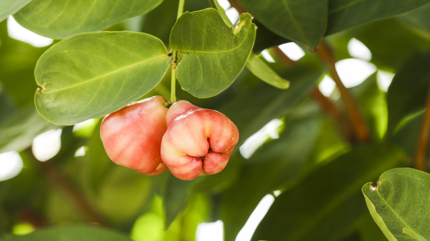 Water rose apple