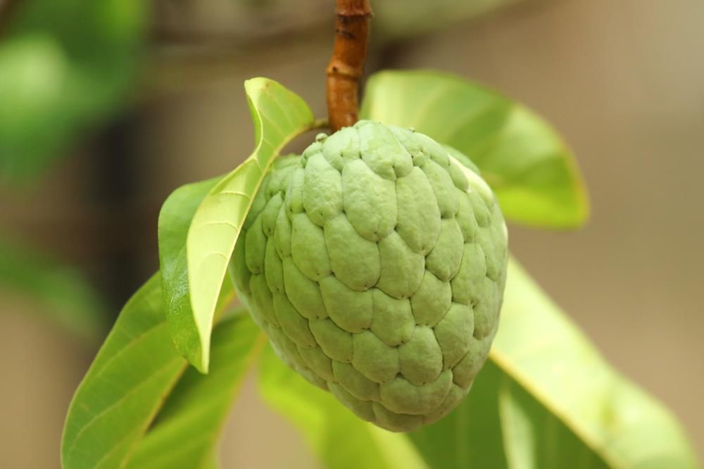 sugar-apple-tree-annona-squamosa-5-seeds-small-unique-2880-p