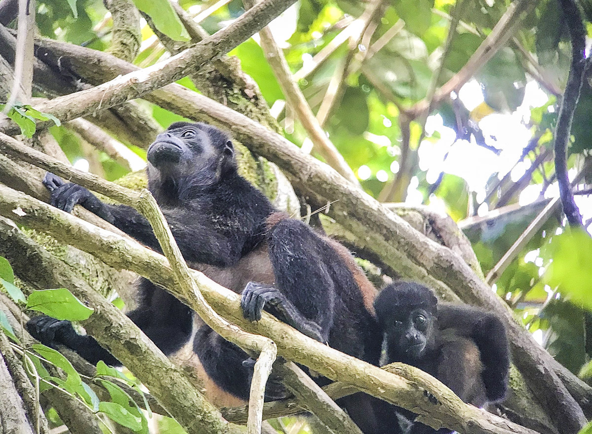 WEB_howler monkey