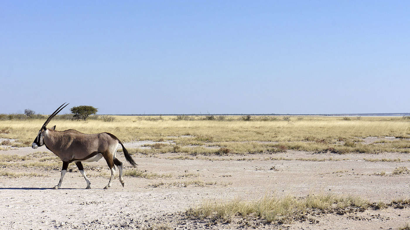 WEB_Oryx-in-Etosha-NP