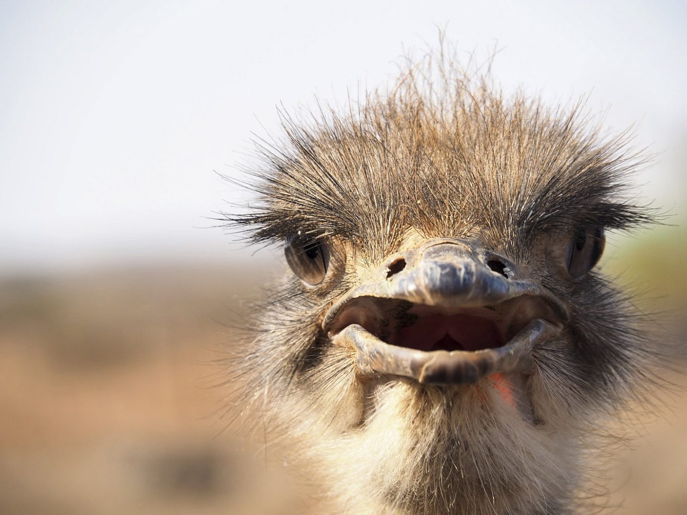 WEB_Ostrich-1