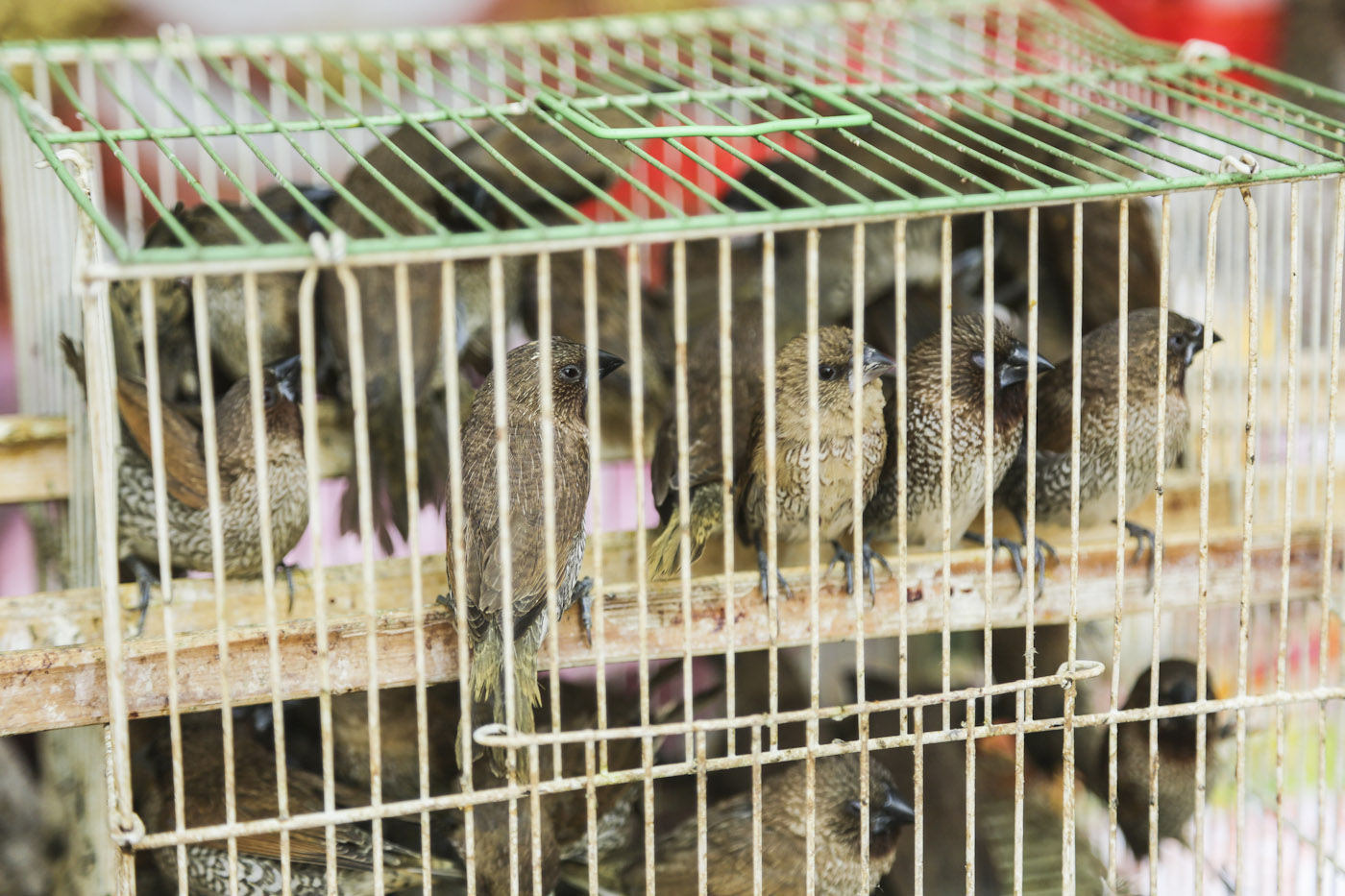 birds in cages_AN3A3349