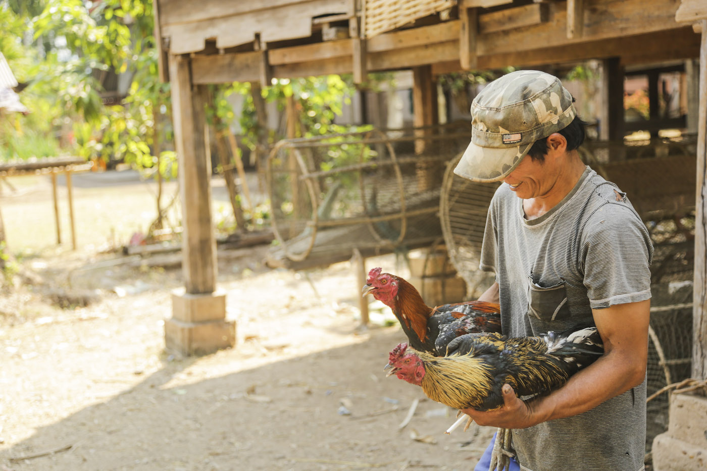 cock fighting_AN3A0236