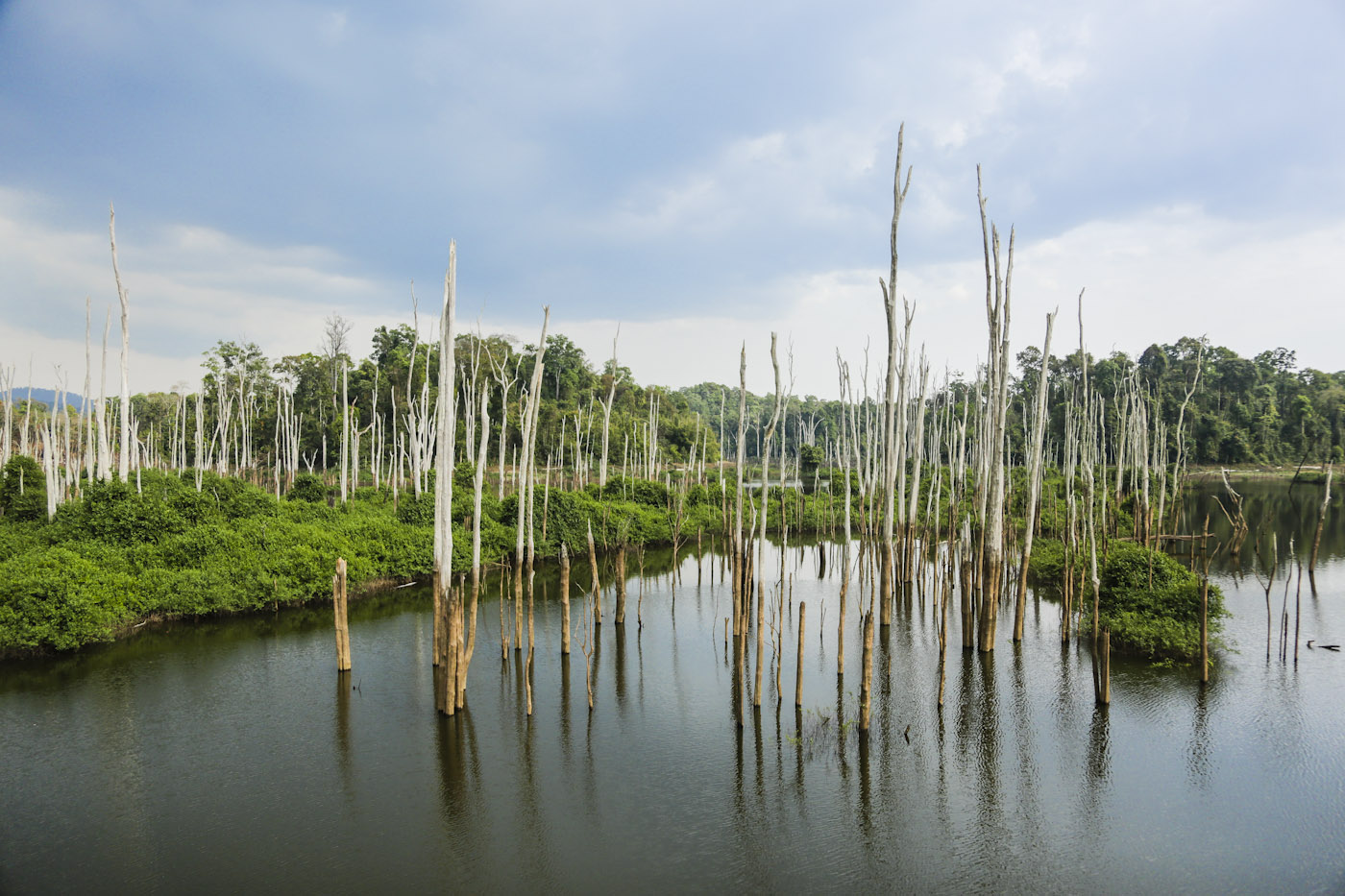 dead forest_AN3A2054