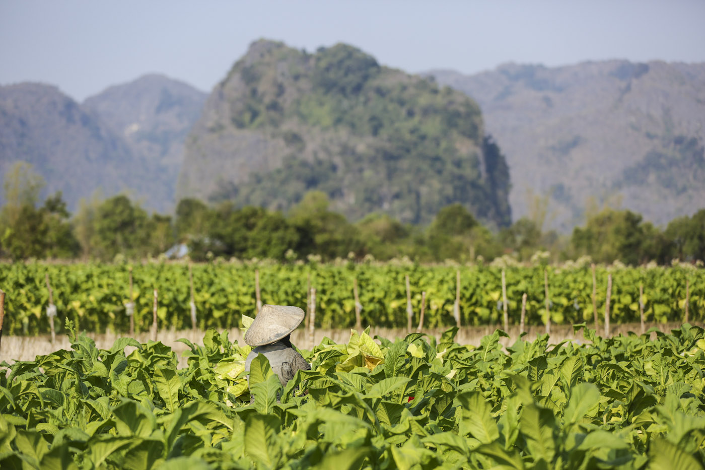 tobacco plantations_AN3A2545