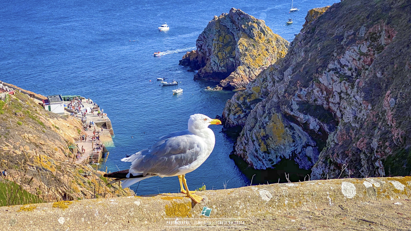 Berlengas bird