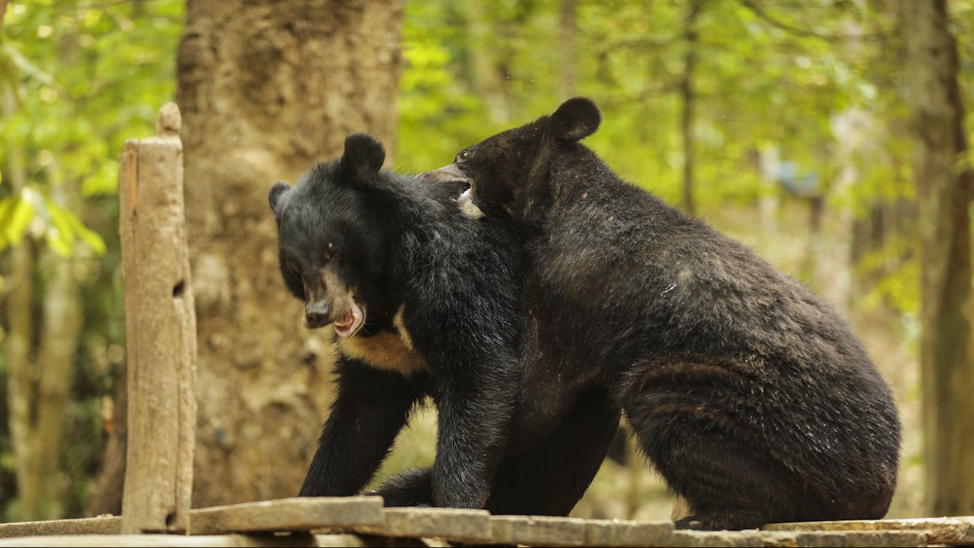 Bear rescue