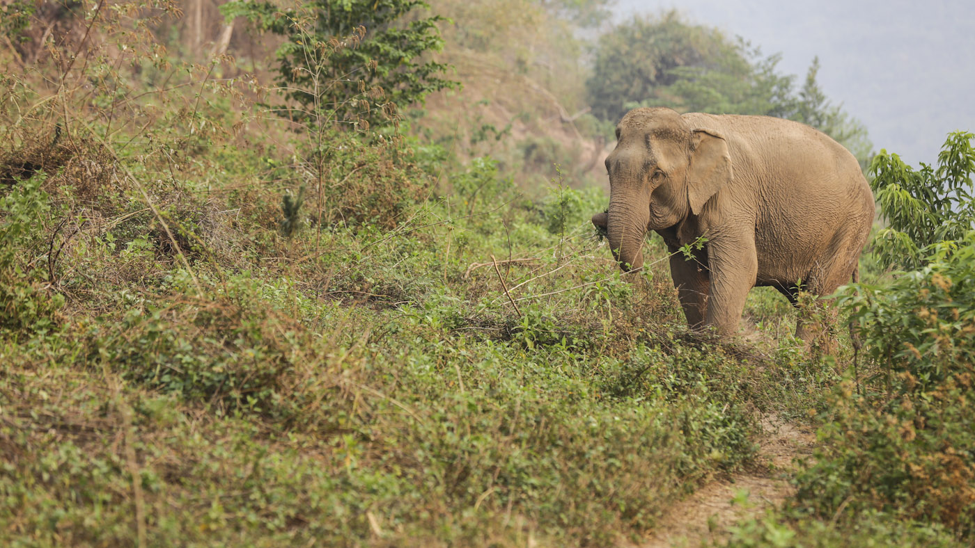 Elephant sanctuary