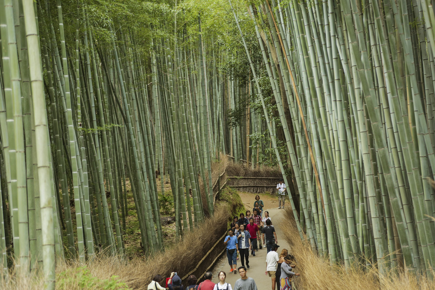 kyoto japan_AN3A5498 1