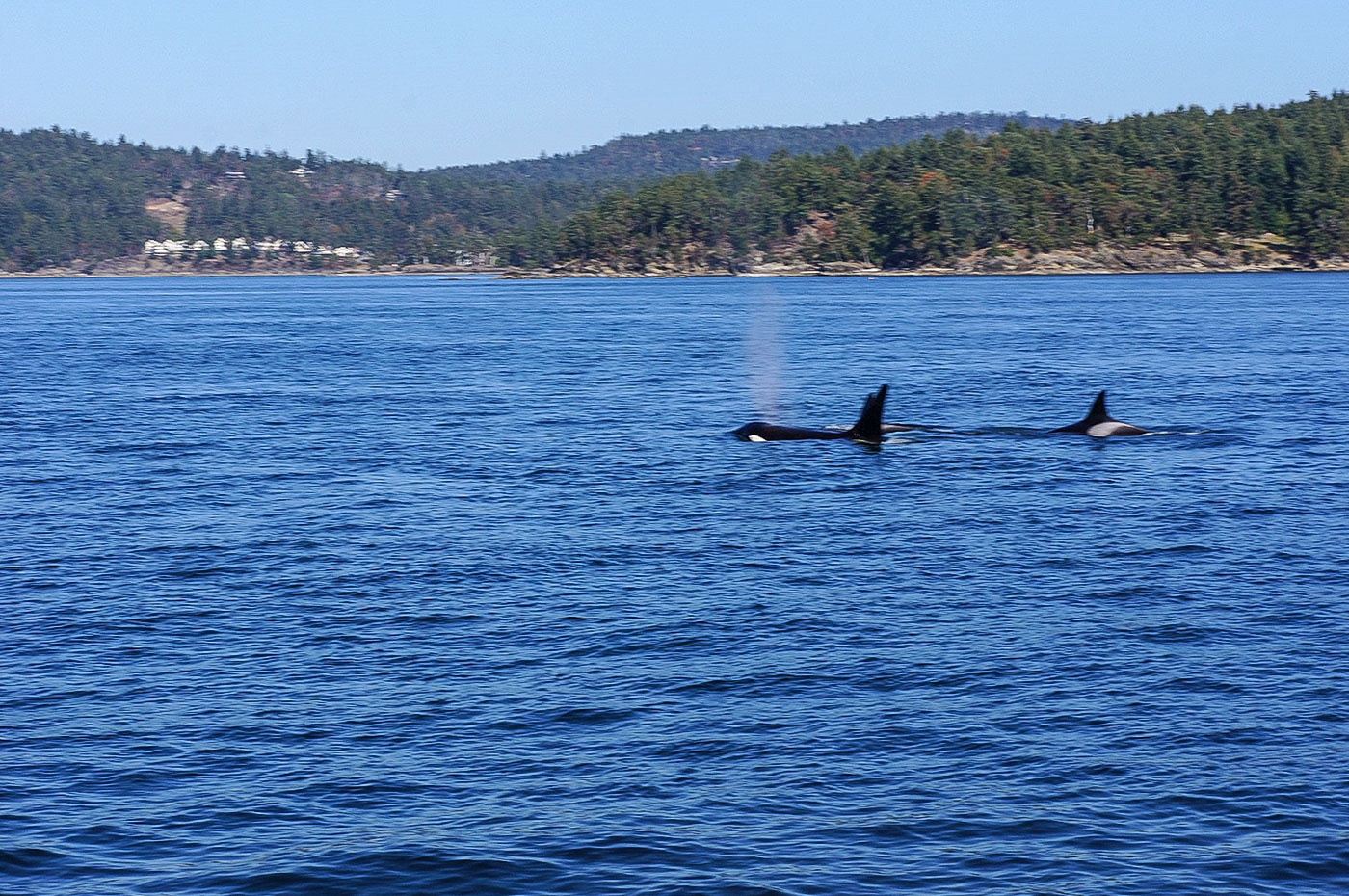 diariesof-canada-Orcas