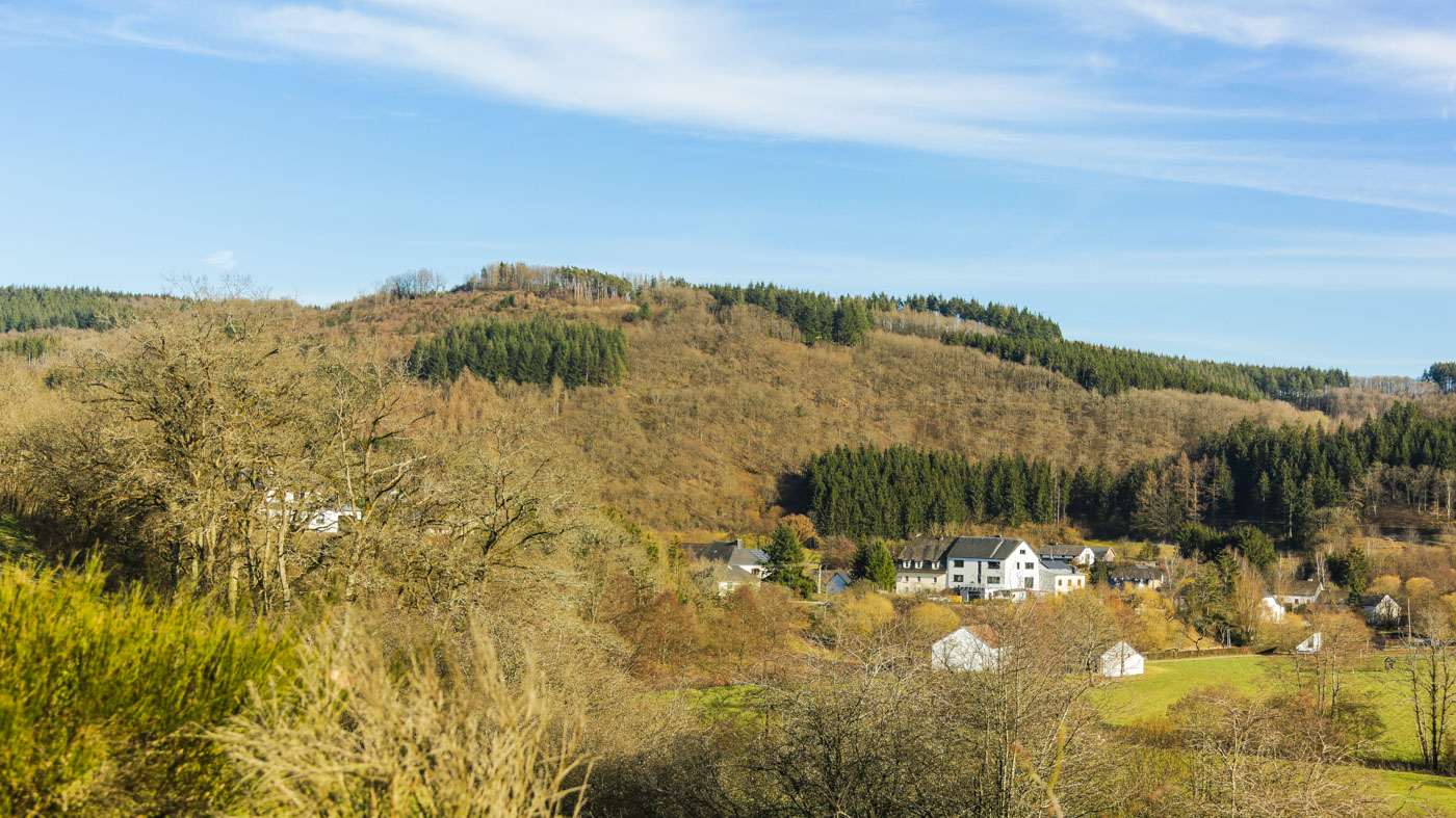 diariesof-daffodils-forest-lellingen-luxembourg-9725