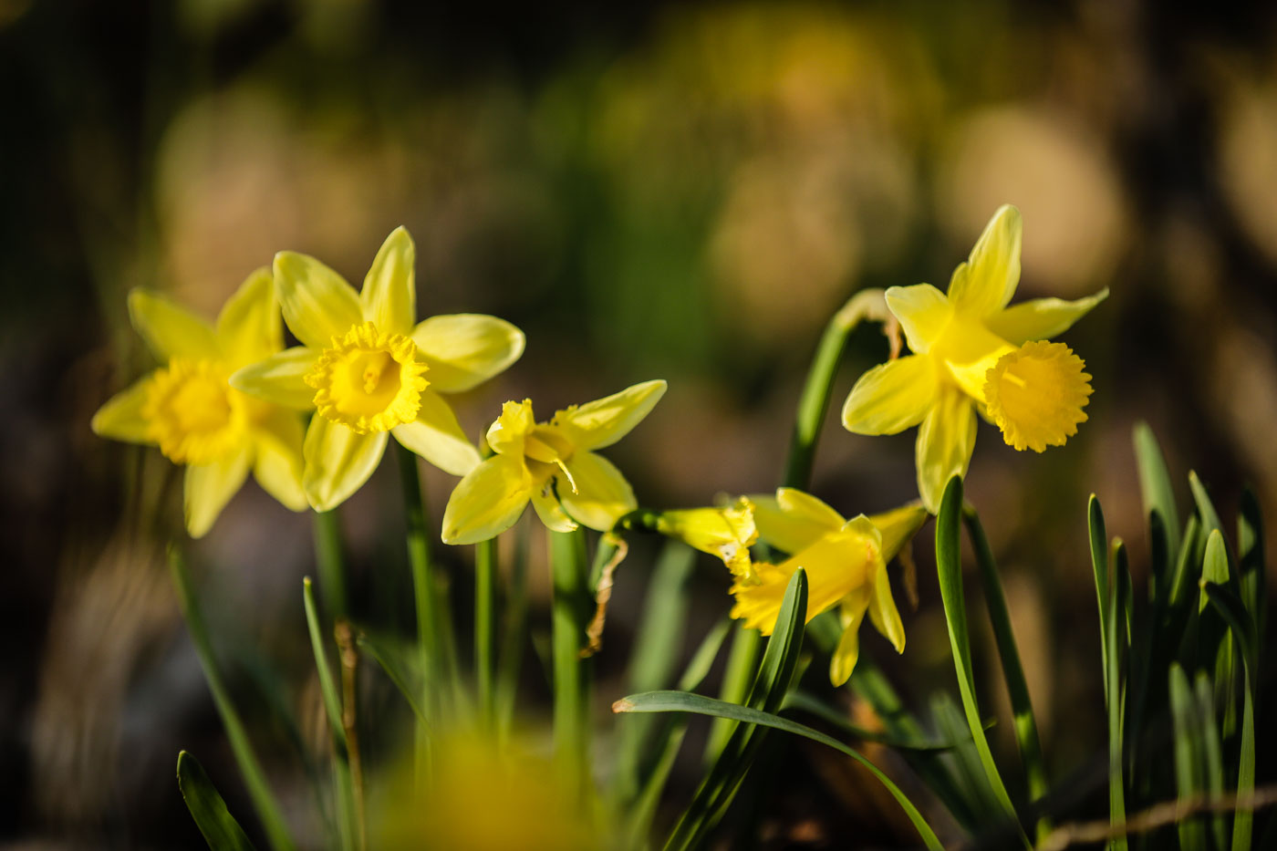 diariesof-daffodils-forest-lellingen-luxembourg-9770