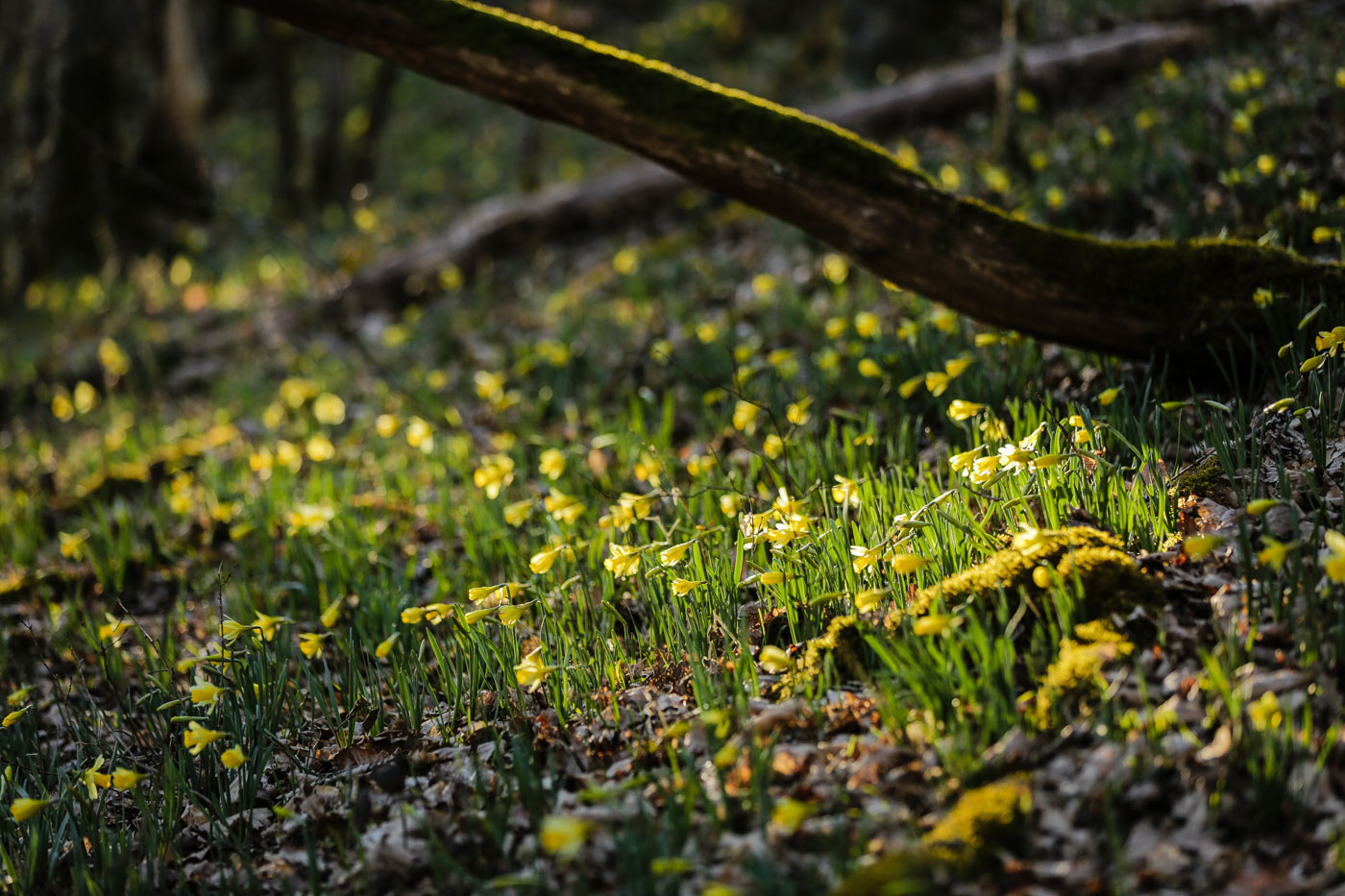 diariesof-daffodils-forest-lellingen-luxembourg-9801