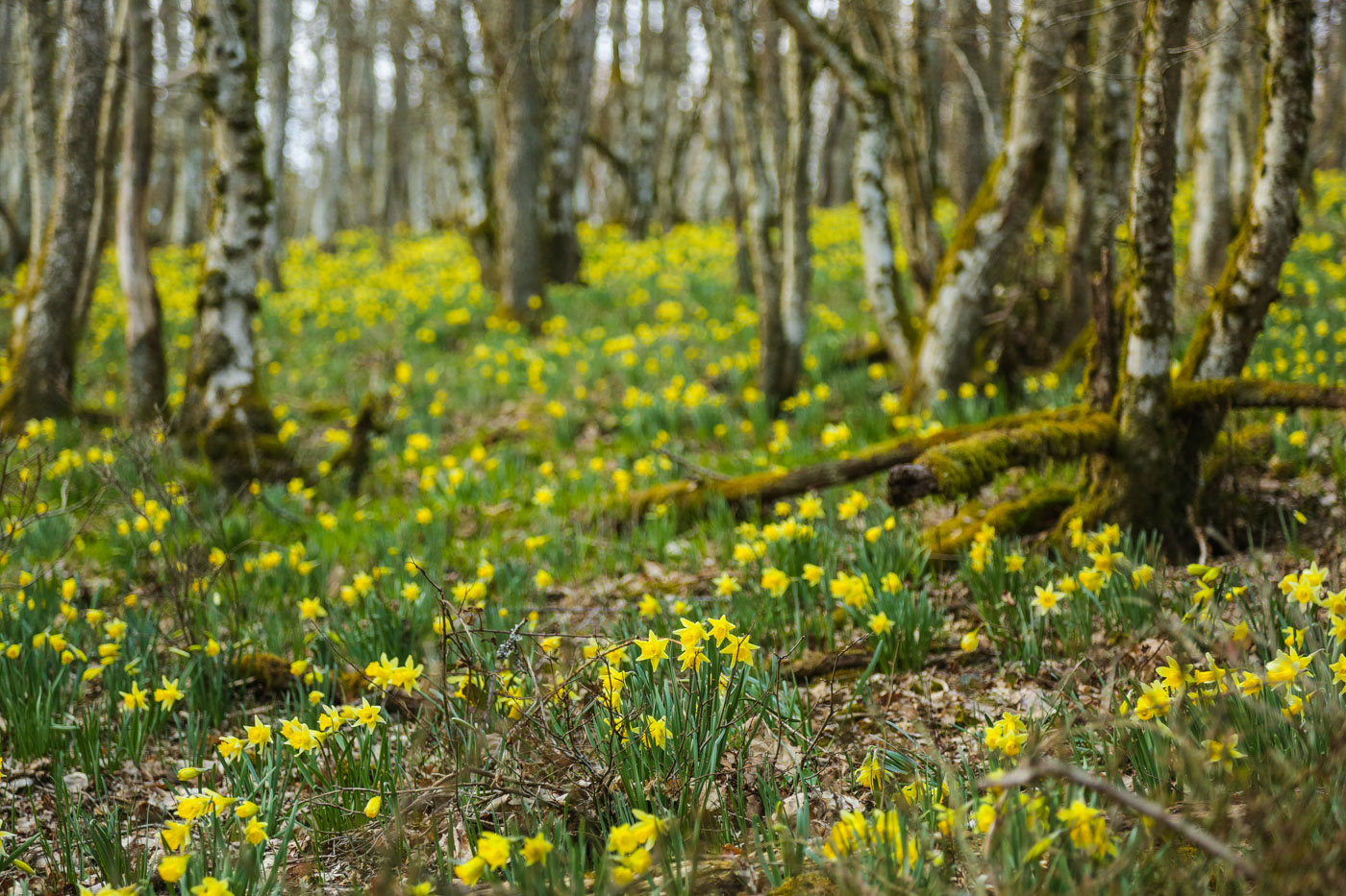 diariesof-daffodils-forest-lellingen-luxembourg-9889