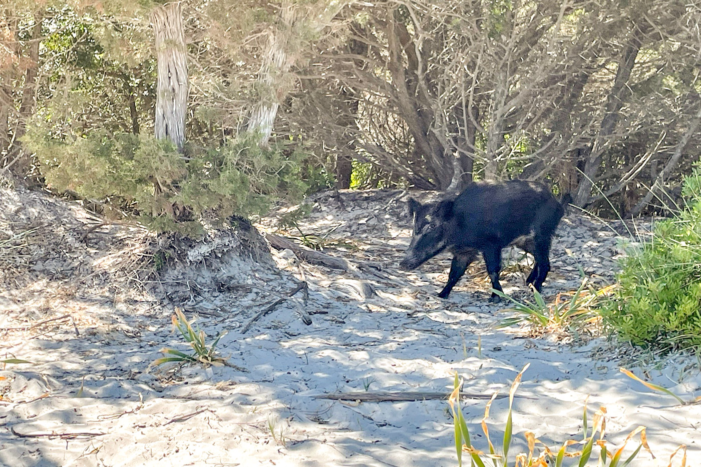 web-Wild-boar-on-Isola-Budelli