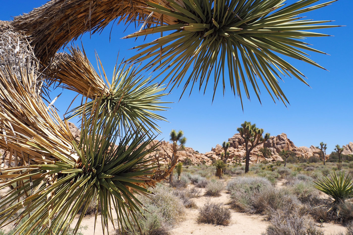 Joshua Tree Park