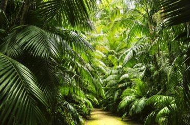 Lush Jungle
