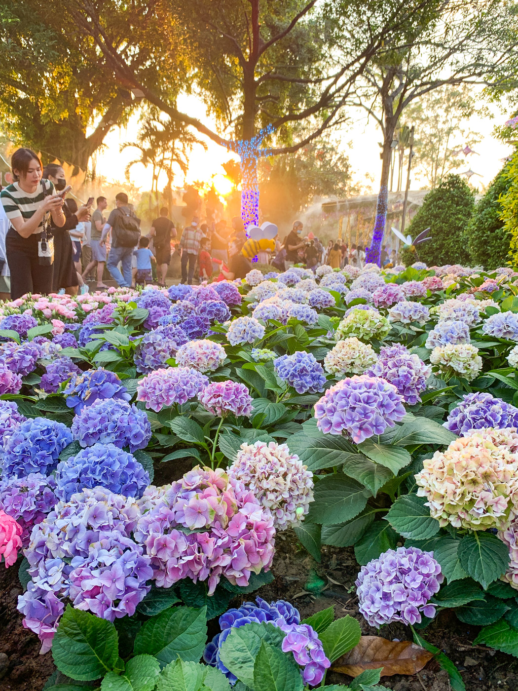 Chiang Mai flower festival-IMG_6044