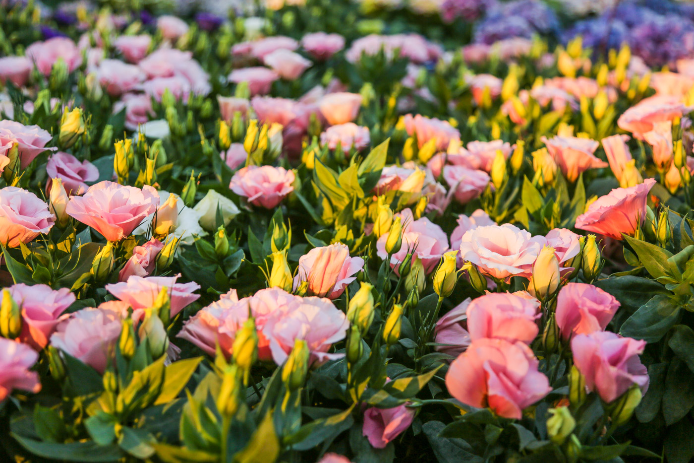 Chiang Mai Flower Festival diariesof